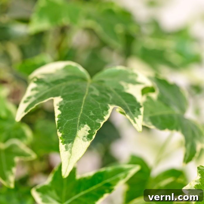 Variegated English Ivy trailing from a container