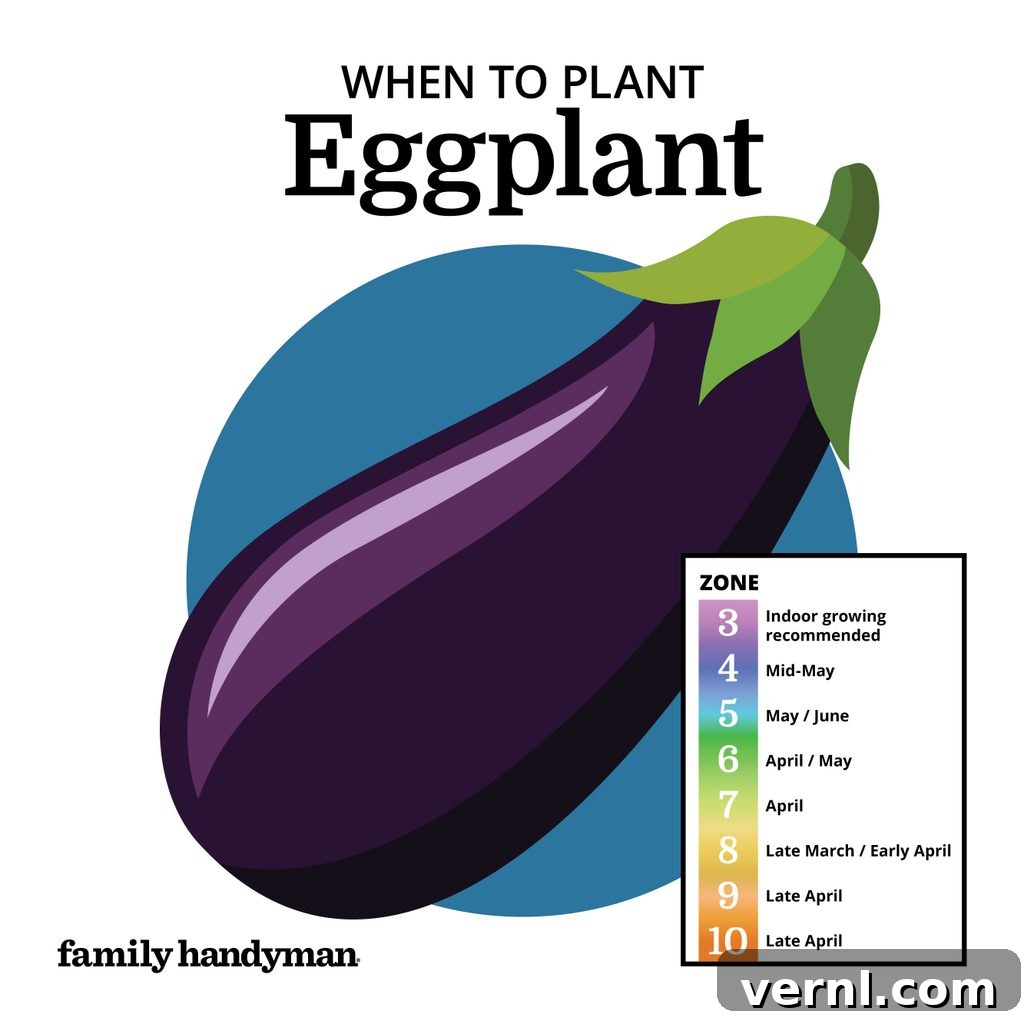 The Smart Gardener's Planting Calendar 11 Dark purple eggplants hanging from a plant in a garden.