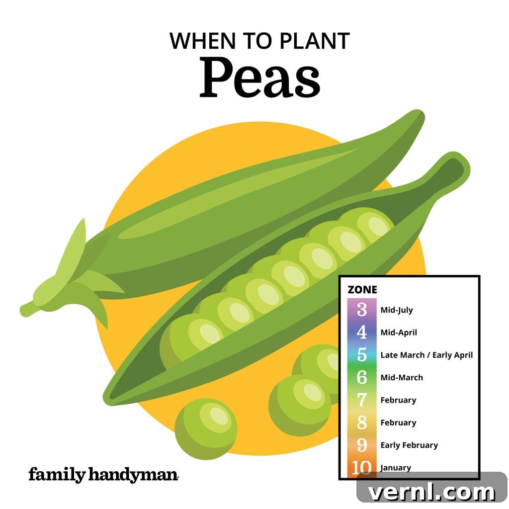 The Smart Gardener's Planting Calendar 12 Green pea pods growing on a vine with lush foliage.