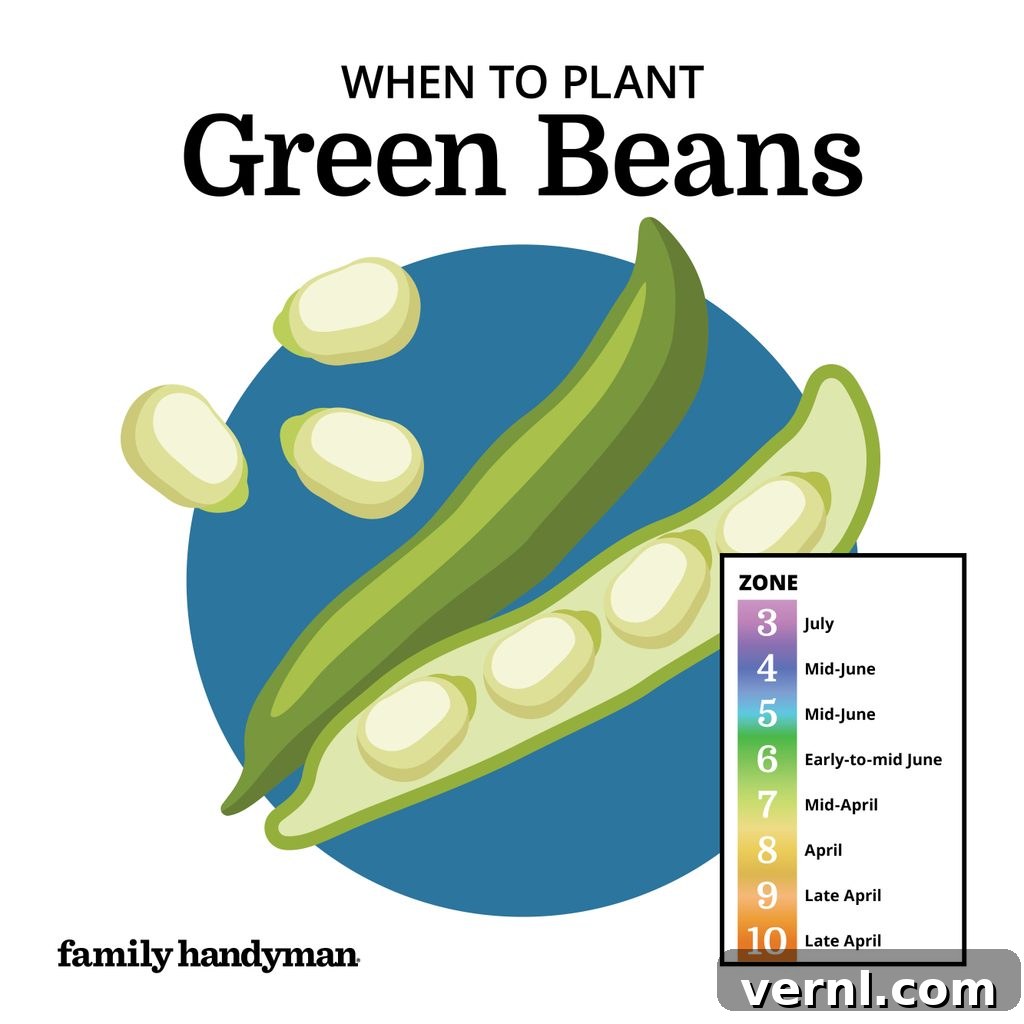 The Smart Gardener's Planting Calendar 13 Green beans hanging from a bush bean plant in a garden.