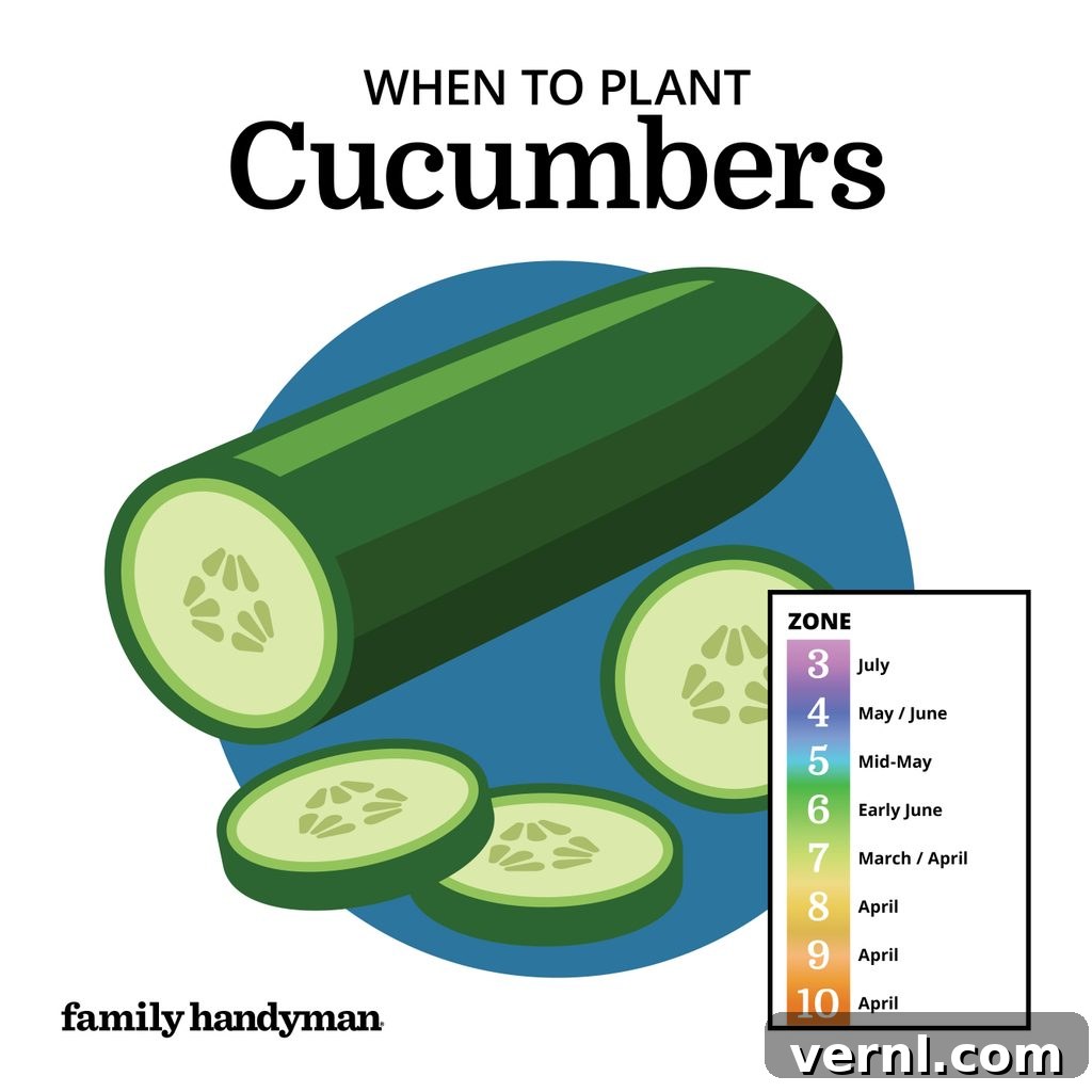 The Smart Gardener's Planting Calendar 3 Fresh green cucumbers ready for harvest in a vegetable patch.