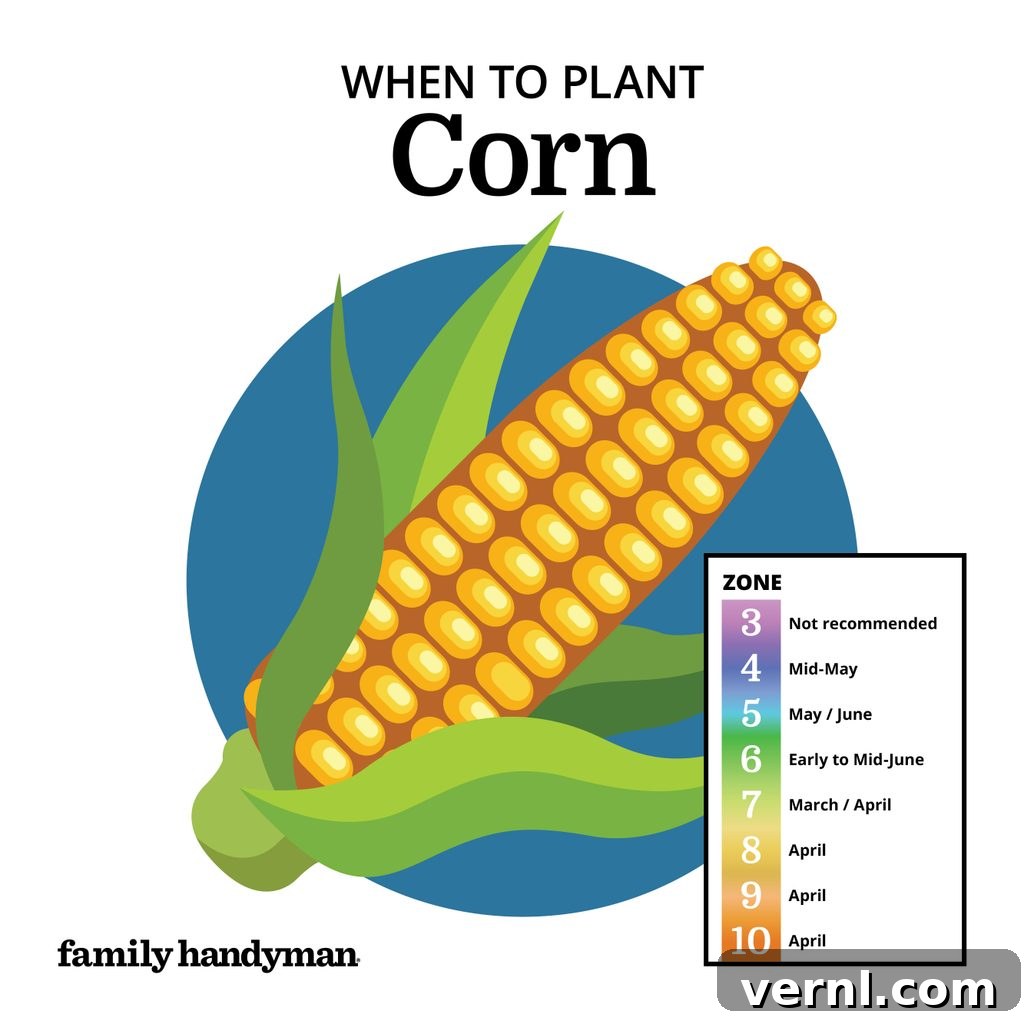 The Smart Gardener's Planting Calendar 7 Tall green corn stalks with developing ears in a sunny field.