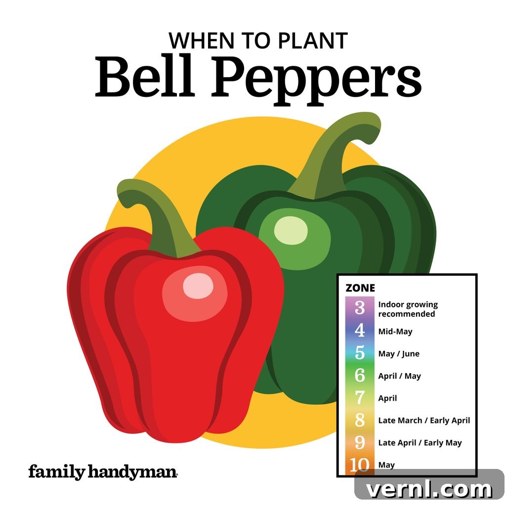 The Smart Gardener's Planting Calendar 8 Bright red and green bell peppers growing on a plant.