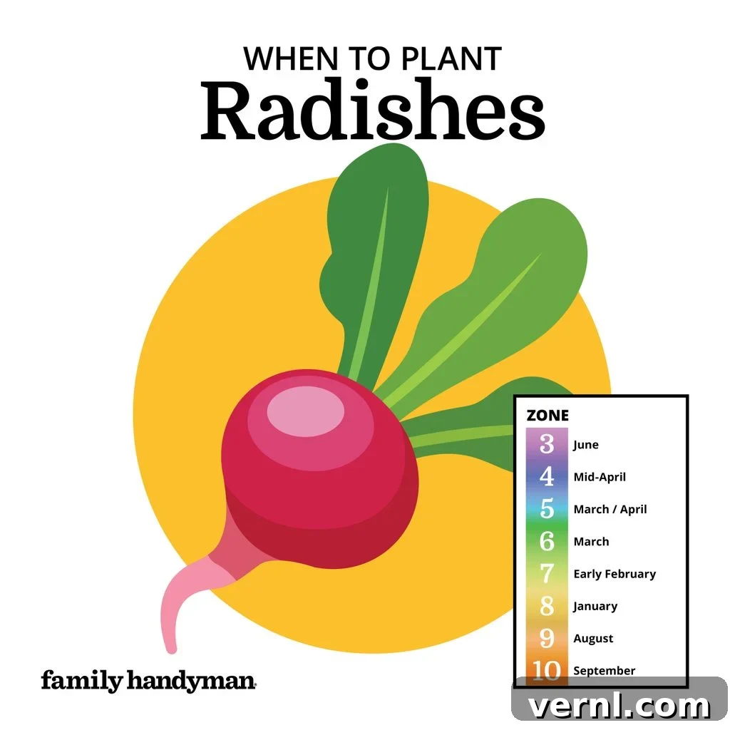 The Smart Gardener's Planting Calendar 10 Vibrant red radishes with green tops, recently harvested.