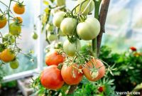 Bad Garden Neighbors: Plants to Keep Apart