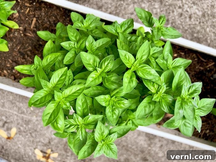 Bad Garden Neighbors: Plants to Keep Apart 3 Close-up of basil plant at Nidau