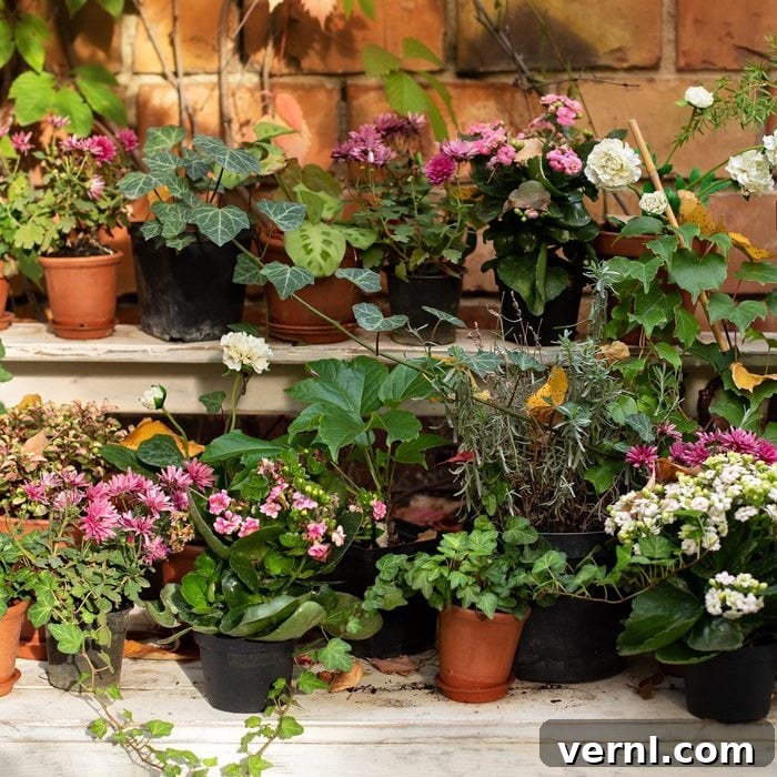 Potted plants on a patio, illustrating items that attract moisture and can contribute to mold if kept in a basement.