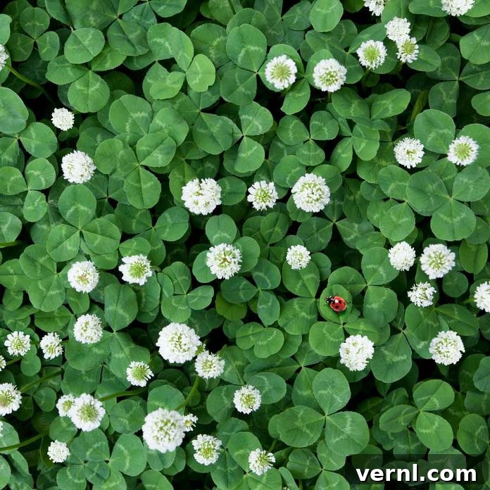 Clover: Embrace or Eliminate? 2 Lush green clover lawn thriving in a sunny backyard, showcasing its dense, low-growing foliage and small white flowers, symbolizing a sustainable and low-maintenance landscaping choice.