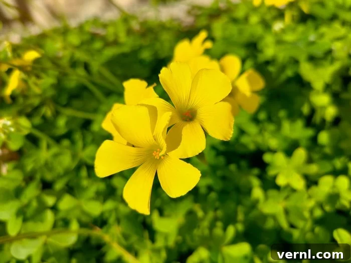 Yellow Clover,close Up Of Yellow Flowering Plant,lamezia Terme,catanzaro,italy