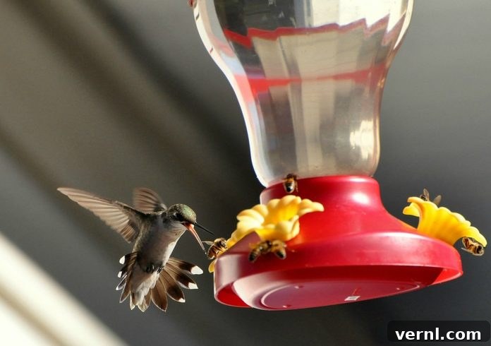 Hummingbirds and bees sharing a red saucer feeder in a garden setting