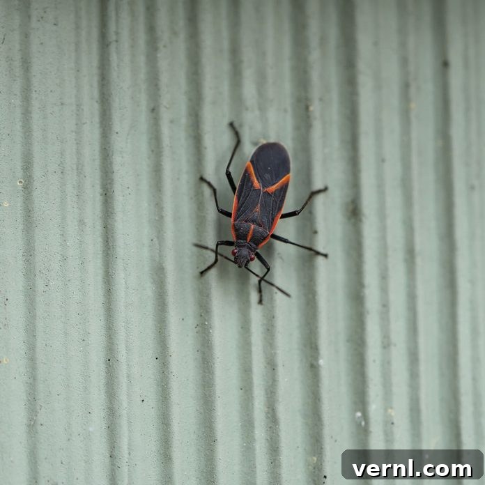Identifying Red and Black Insects Around Your Home 2 Boxelder bug