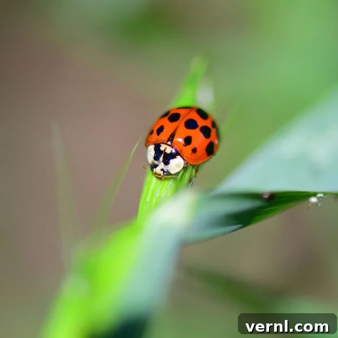 Identifying Red and Black Insects Around Your Home 3 Asian lady beetle