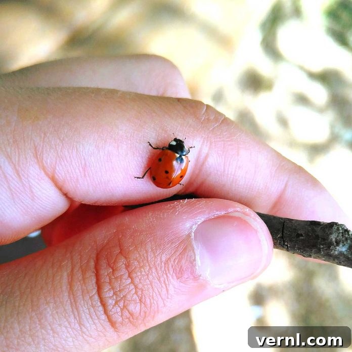 Identifying Red and Black Insects Around Your Home 4 Ladybug