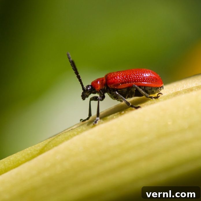 Identifying Red and Black Insects Around Your Home 5 Scarlet lily leaf beetle