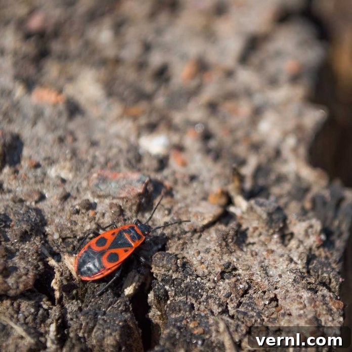 Identifying Red and Black Insects Around Your Home 6 Firebug