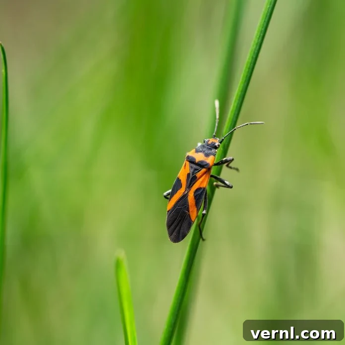Identifying Red and Black Insects Around Your Home 7 Small milkweed bug