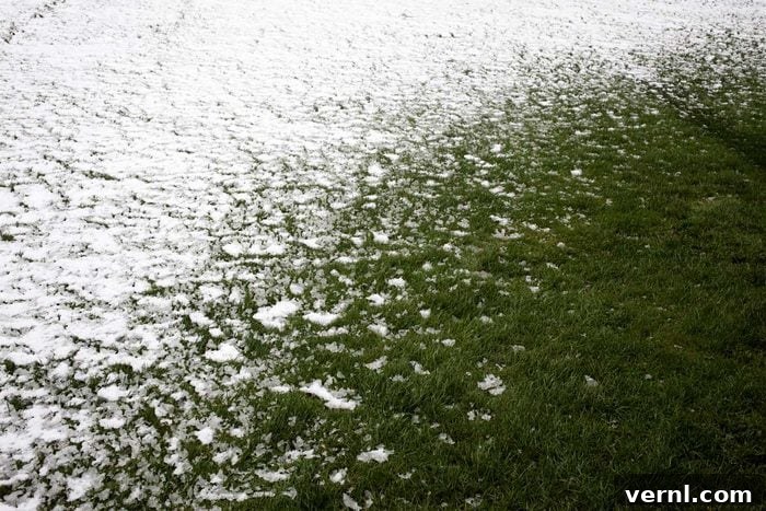 Winter Grass 