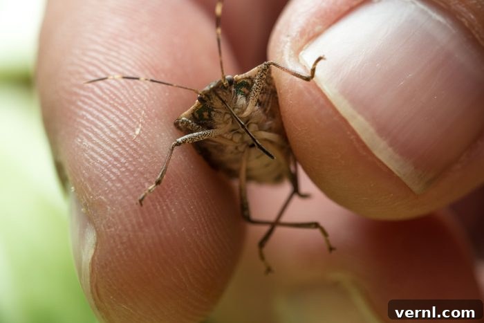 Your Natural Guide To Eliminating Garden Stink Bugs 2 Holding Stink Bug - A brown marmorated stink bug resting on a human finger, showcasing its distinct shield shape and mottled brown pattern.