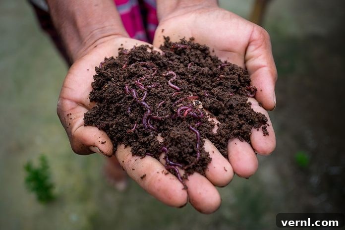 Worm Composting For Beginners 2 Vermicompost