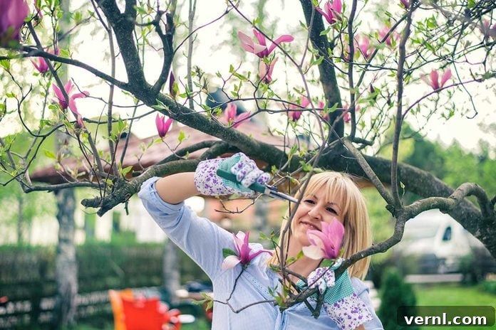 Pruning A Magnolia Tree