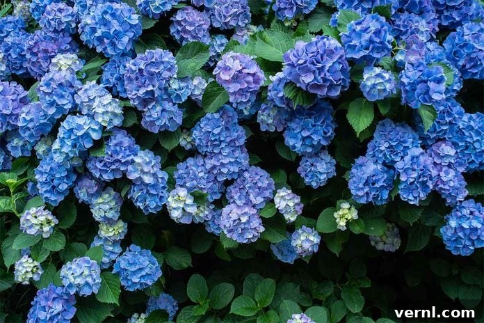 hydrangeas flowers