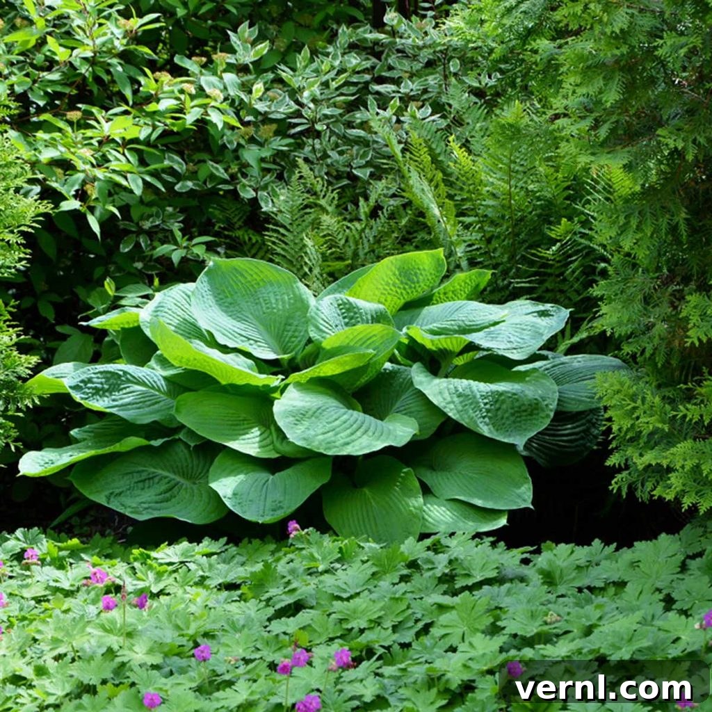 Unlock Hosta Success: Discovering Ideal Growing Climates 2 hostas