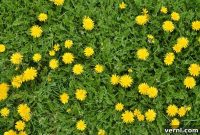 Reclaim Your Lawn: Eradicating Dandelions for Good