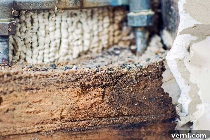 Carpenter Ant Removal: Identify and Eliminate 2 Sawdust trails indicating carpenter ant activity