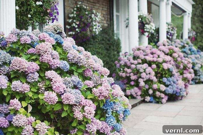 Pink And Blue Hydrangeas