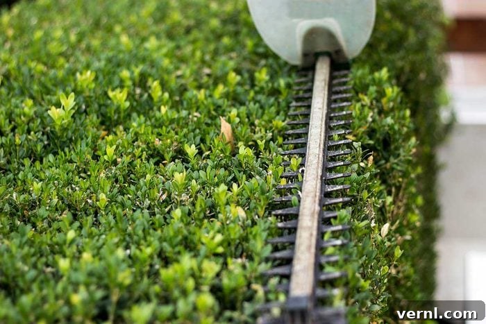 Hedge Trimmer Gettyimages 1198803252