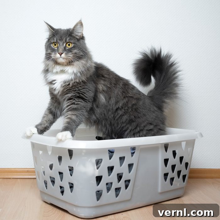 Eliminate Cat Urine Stains and Odor from Clothes 2 cat sitting in laundry basket