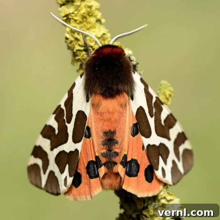 Unmasking the Woolly Bear Caterpillar 2 Woolly bear Caterpillar turned into tiger moth