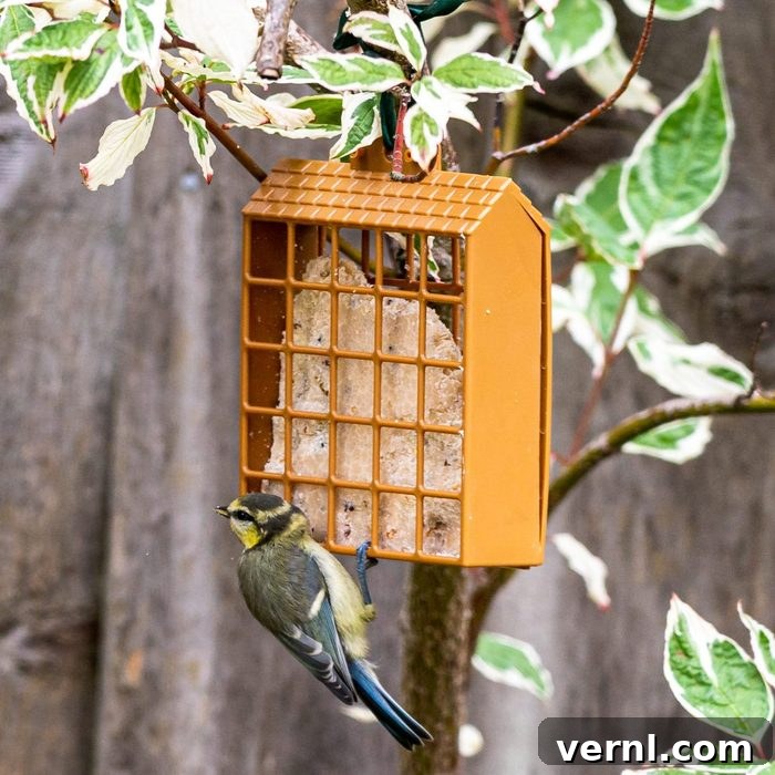 A juvenile blue tit perched on a suet feeder