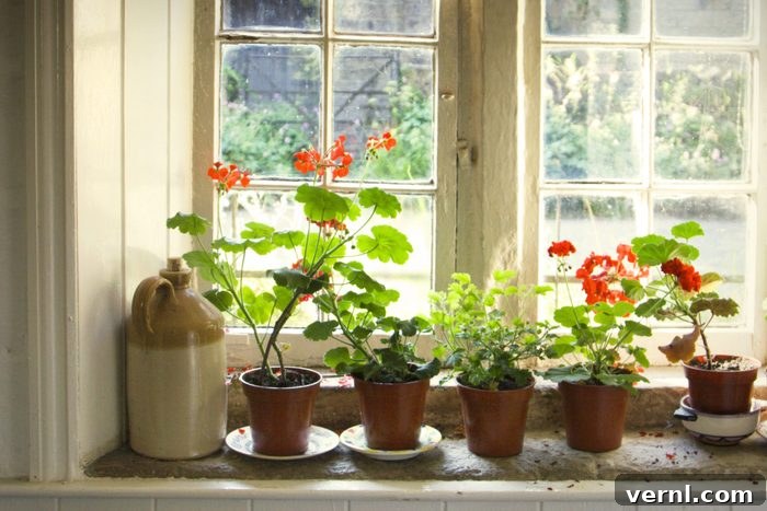 geraniums on the window sill