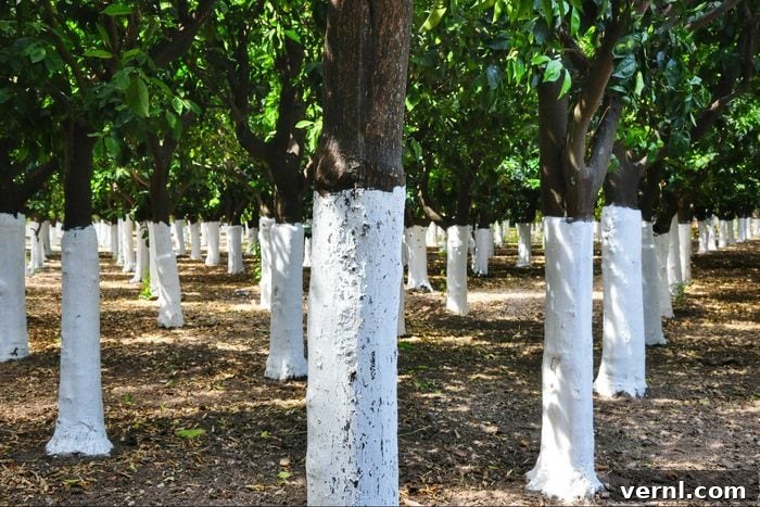 What Painted Trees Are Really Telling You 2 White Painted Tree Trunks At Orange Orchard, preventing sunscald