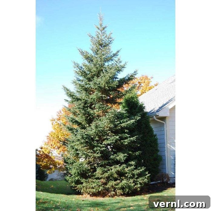 Winterize Your Lawn: The Essential Guide for a Healthy Spring 12 Black Hills Spruce