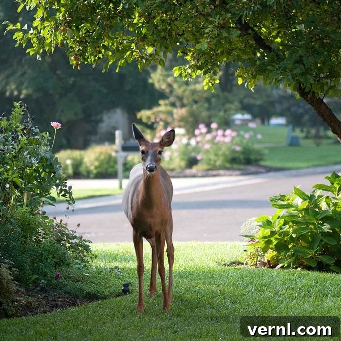 Winterize Your Lawn: The Essential Guide for a Healthy Spring 13 Deer In Backyard