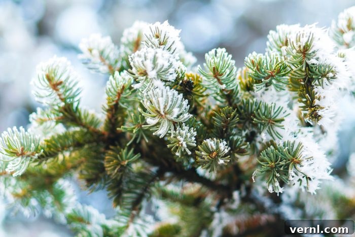 The Winter Fate of Leaves 2 Hoarfrost on fir tree leaves in snowing in winter garden. Frozen spruce with snow flakes background.