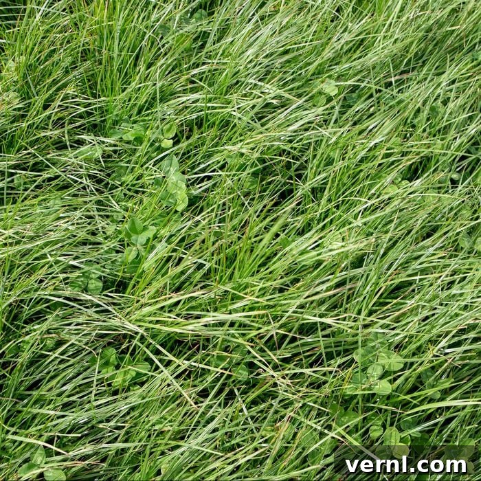 Perennial ryegrass and large leafed clover grown as stock feed on farms