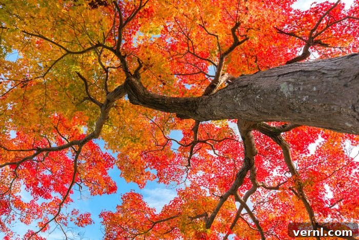 Discover the 6 Most Popular Maple Tree Types 2 maple tree in the fall with red and orange leaves, showcasing vibrant autumn colors