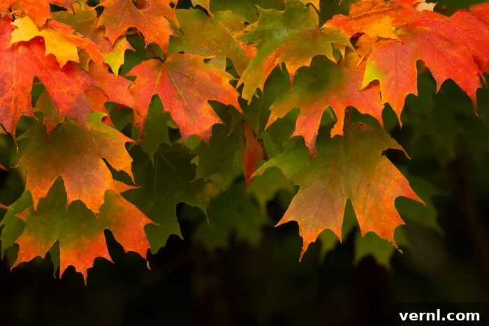 Discover the 6 Most Popular Maple Tree Types 3 Sugar Maple leaves draped, showing their iconic five-lobed shape