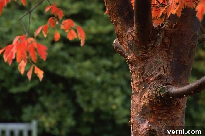 Discover the 6 Most Popular Maple Tree Types 4 Paperbark maple tree in the fall, highlighting its distinctive peeling bark