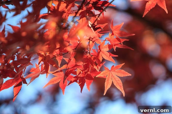 Discover the 6 Most Popular Maple Tree Types 5 Red maple leaf displaying its typical three main lobes