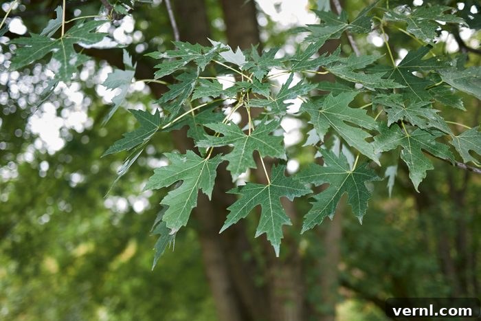 Discover the 6 Most Popular Maple Tree Types 6 Acer saccharinum or silver maple tree, showing its distinctive leaf shape