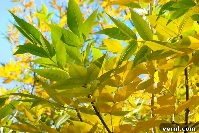 Discover the 6 Most Popular Maple Tree Types 7 Acer negundo maple tree with its unique compound leaves