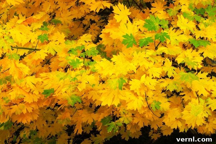 Discover the 6 Most Popular Maple Tree Types 8 Big leaf maple tree in the fall, showing its large distinctive leaves