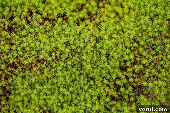Sphagnum Peat Moss Demystified Your Guide to Optimal Use 2 peat moss (Sphagnum palustre), Sphagnum, or peat-moss Girgenzona (Sphagnum girgensohnii Russ), macro