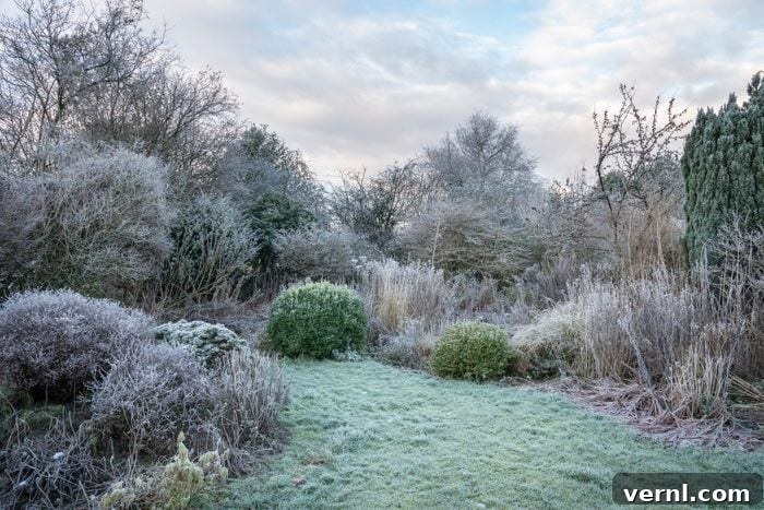 Seasonal DIY Lawn Care: Your Year-Round Yard Guide 6 Backyard covered in frost from the winter cold, signaling a period of rest and planning.