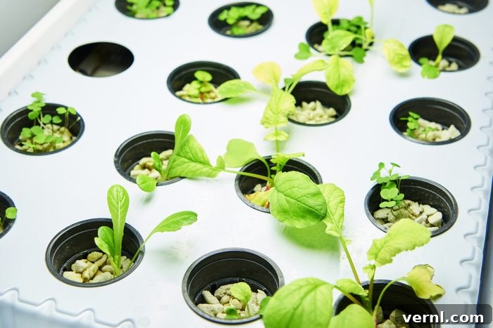 Grow Lights vs. Regular Bulbs: A Spectrum of Differences for Plant Success 2 Young plants on exhibition of agriculture
