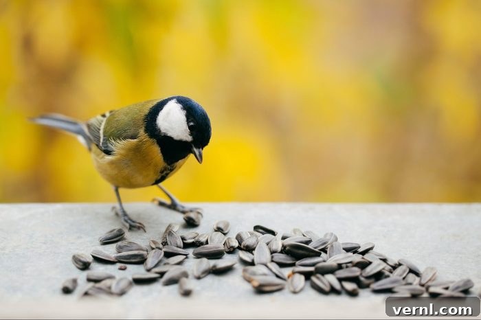 Black Oil Sunflower Seeds: Nature's Nutritional Powerhouse 2 Tomtit eating sunflower seeds with copy space